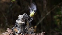 birds flying in slow motion