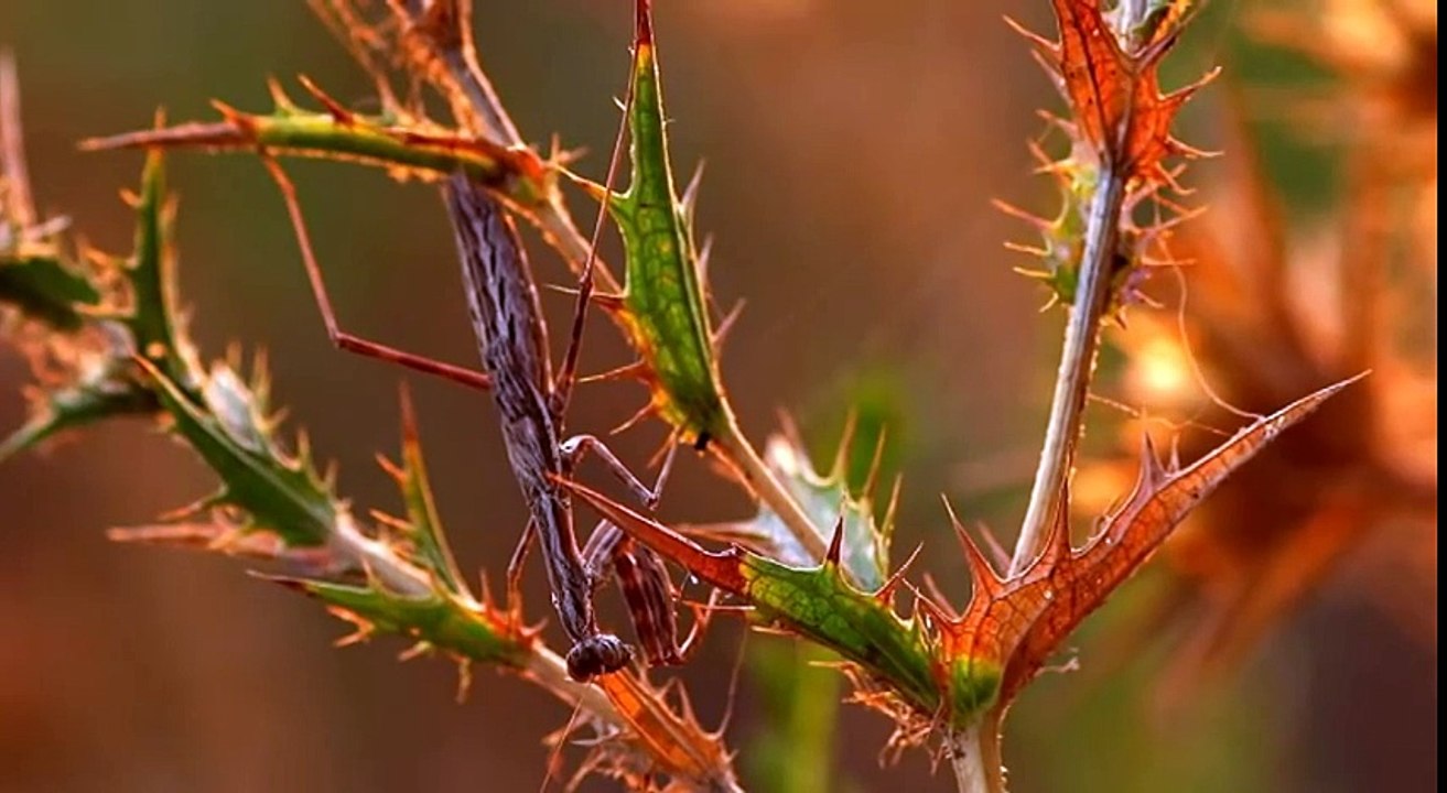 Mantis and sun. Богомол и солнце
