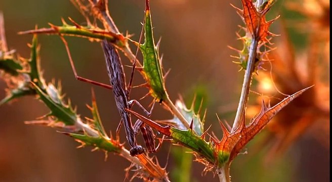 Mantis and sun. Богомол и солнце