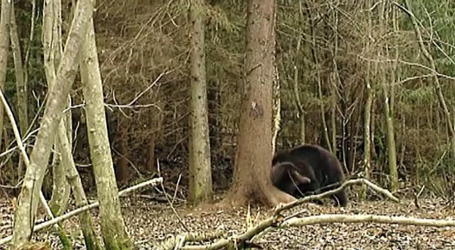 Brown bear marks territory. Бурый медведь метит территорию.