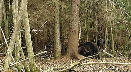 Brown bear marks territory. Бурый медведь метит территорию.