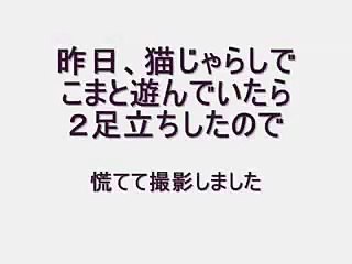 Кот из мульта Шрек