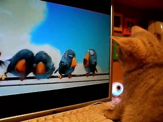 Котенок смотрит Мульт