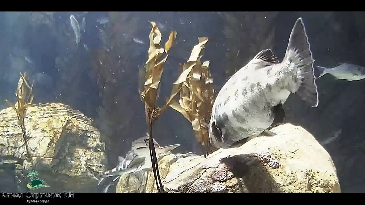 США- Аквариум Тихого океана- Акулы и гигантские рыбы