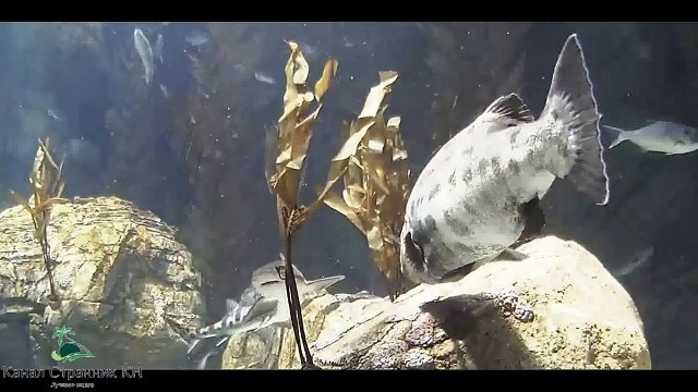 США- Аквариум Тихого океана- Акулы и гигантские рыбы