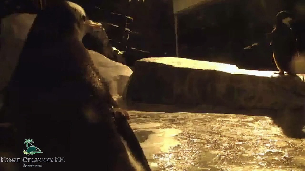 США- Парк Sea World в Сан-Диего- Пингвины