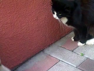 Husky protects a kitten from its own mother