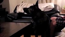 German Shepherd sings along to favorite theme song