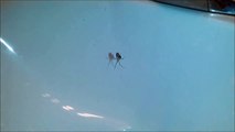 Guy startles spider while yelling at it