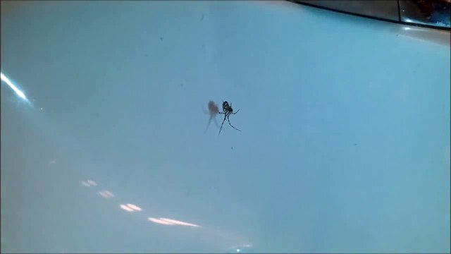 Guy startles spider while yelling at it