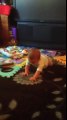 Helpful dog teaches baby how to crawl