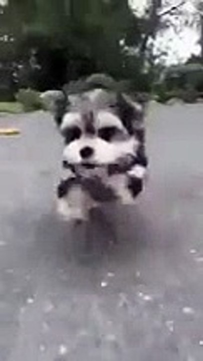 en şirin aksiyon köpeği :)