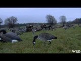 Canadian Goose Hunting