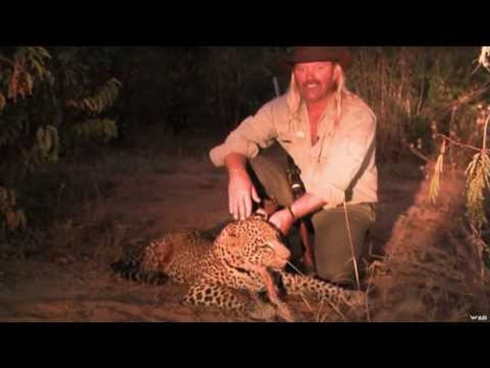 Hunting Leopard in Zimbabwe
