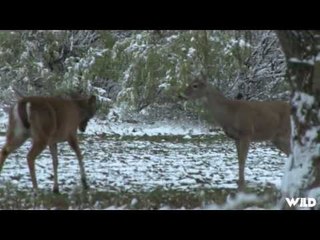 Hunting Whitetail with Bow Part 2