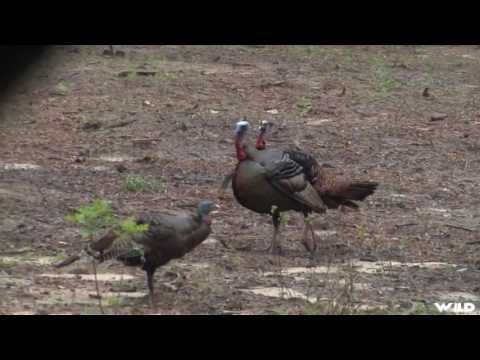 Wild Turkey Hunting