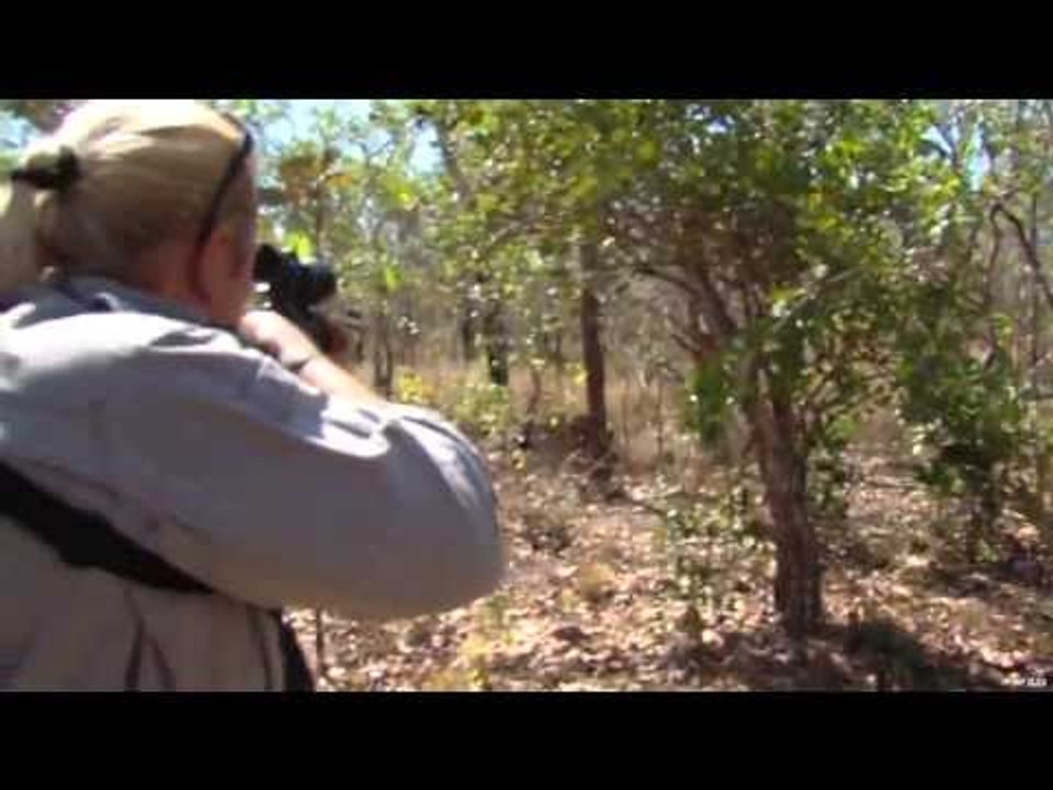 Hunting Banteng in Australia video Dailymotion