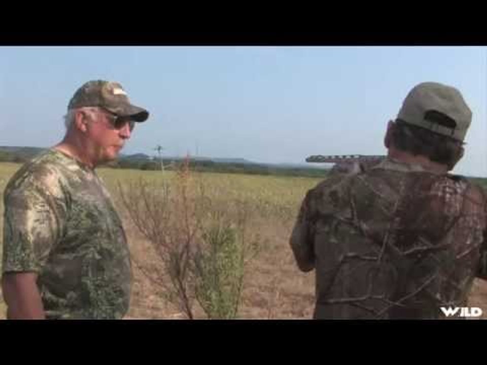 Buck Hunting in Texas