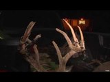 Hunting Whitetail Deer in Kentucky