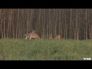 Hunting Whitetail Deer in Canada
