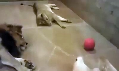 Lions Playing with each other