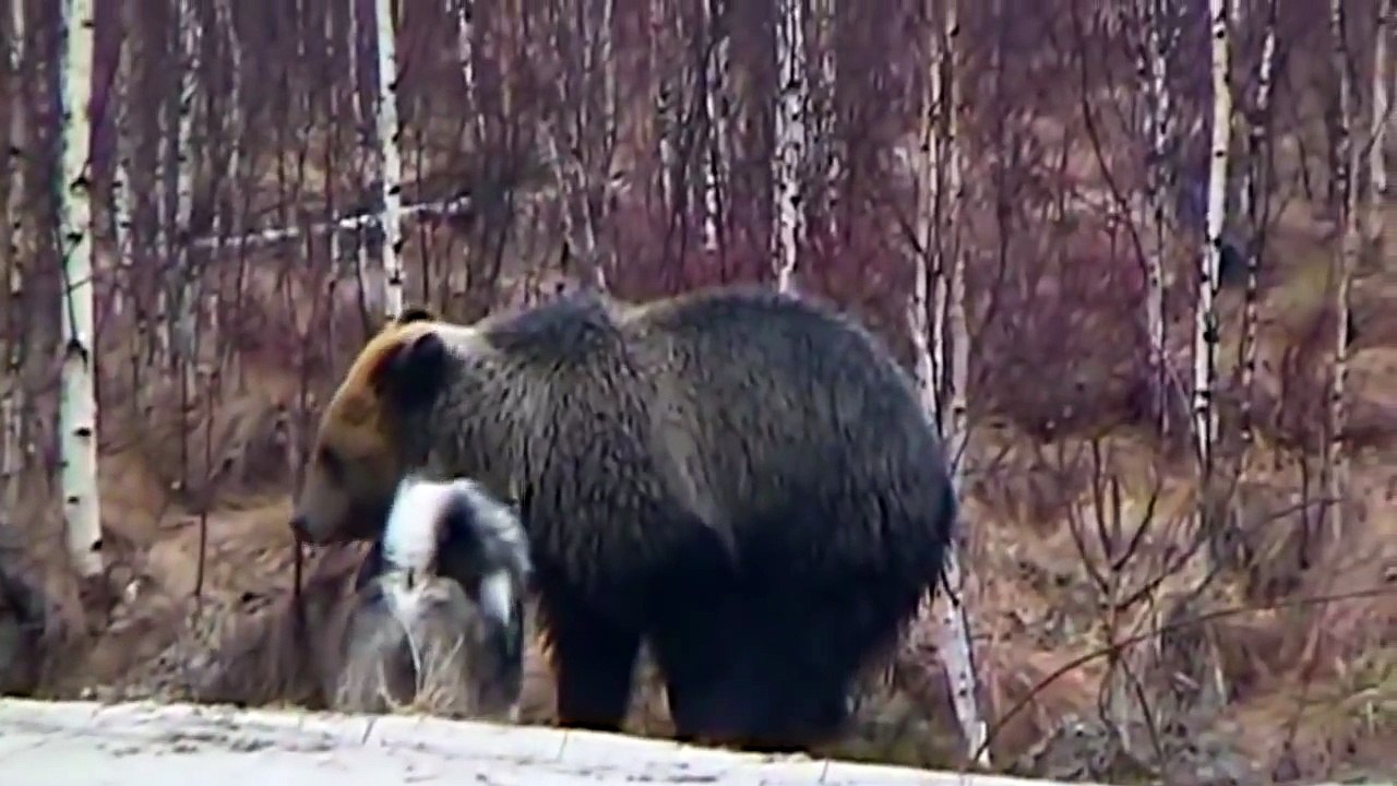 Dog vs. bear. Aggressive negotiations. Funny bear