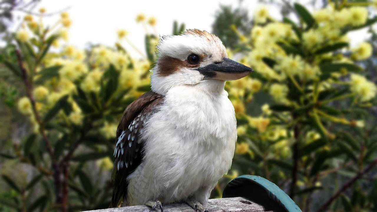 Laughing kookaburra sound effect Видео Dailymotion