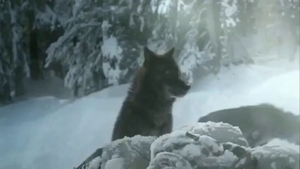 Лучшая короткометражка в мире. Не пропусти