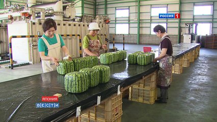 Квадратные арбузы Японии