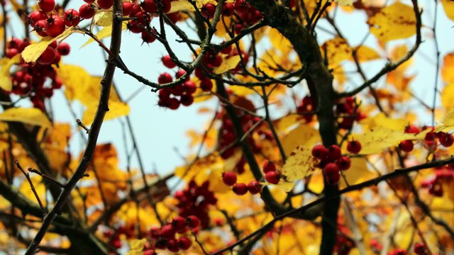 Валерий Селиванов - Мелодия сердец разбитых