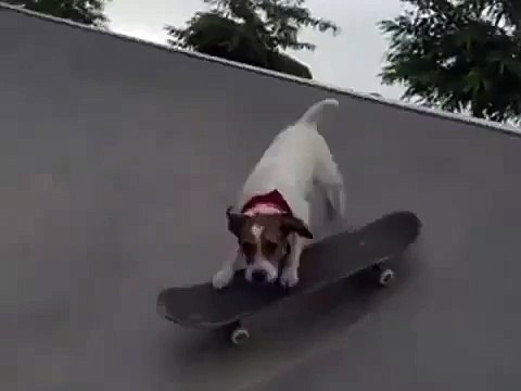Пёс на скейте. Такого вы еще не видели
