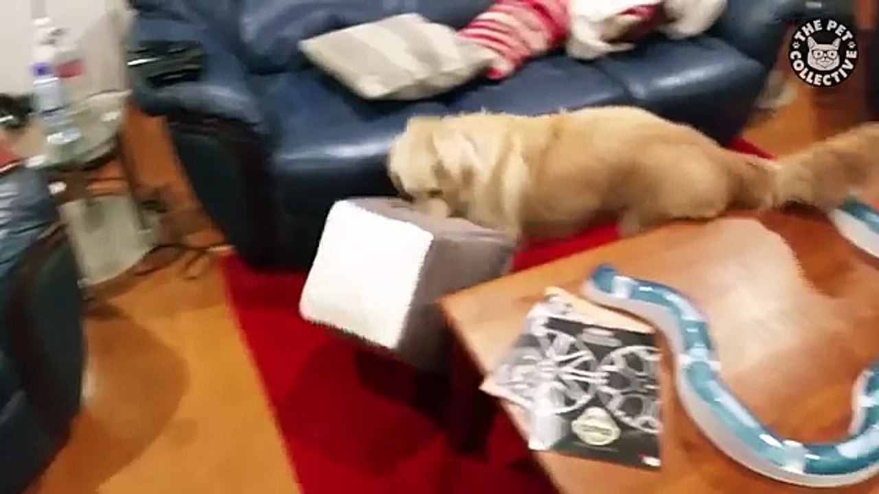 10 Funny Golden Retriever Videos || Awesome Golden Retriever Compilation (FULL HD)