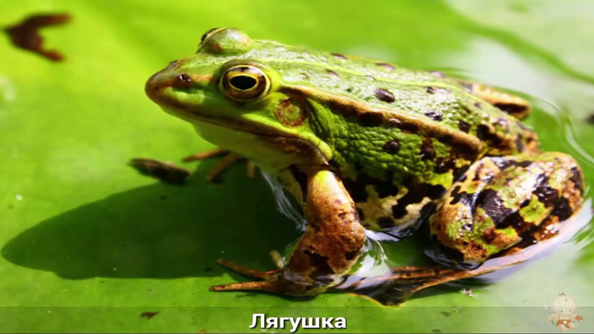 Как говорят животные - Для самых маленьких