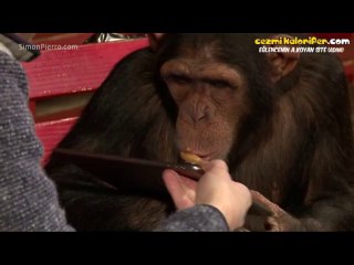 iPad ile Yapılan İlizyon Numaralarıyla Beyni Yanan Şempanze