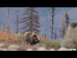 Hunting Grizzly Bear in Yukon