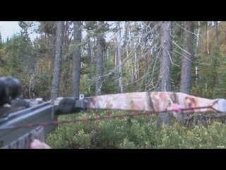 Moose Hunting with a Crossbow
