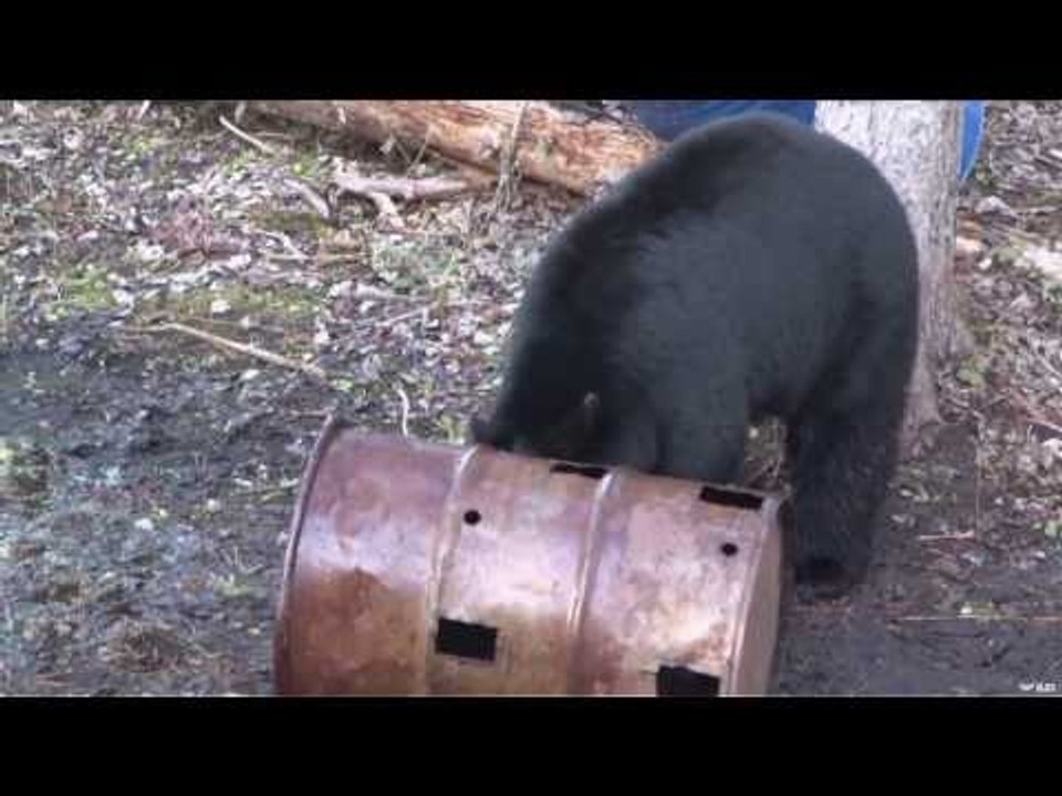 Hunting Black Bear with Bow Part 1