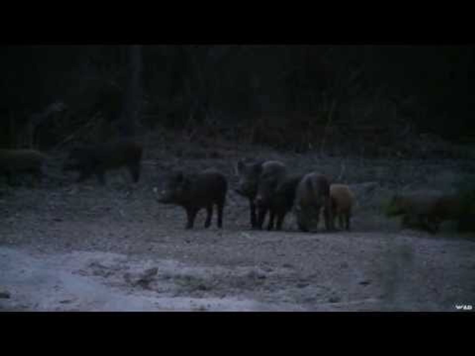 Bow Hunting Wild Pigs in Arkansas