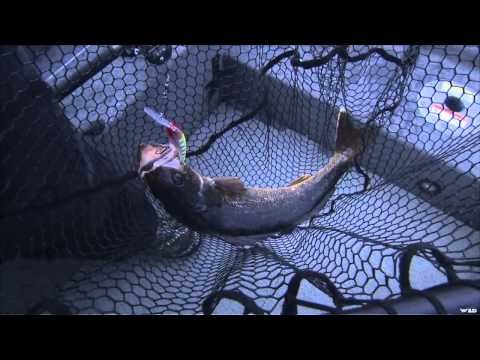 Fishing for Winter Walleye on Lake Ontario