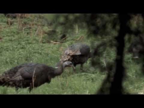 Wild Turkey Bow Hunting in Nebraska