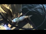 Fishing for Whitefish on Lake Simcoe