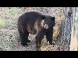 Hunting Black Bear in Tennessee