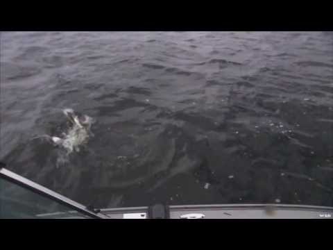 Fishing for Fall Musky on Lake of the Woods