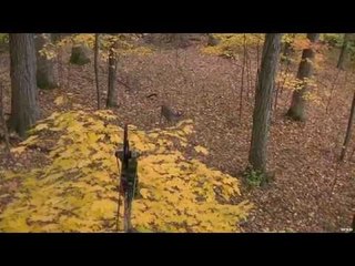 Hunting Whitetail with Bow in Illinois