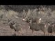 Bow Hunting Mule Deer in Colorado