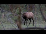 Hunting Elk with Bow in Colorado
