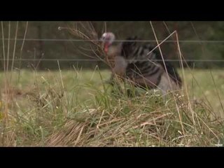 Bowhunting Wild Turkey in Pennsylvania
