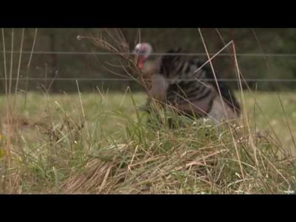 Bowhunting Wild Turkey in Pennsylvania