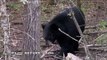 Hunting Black Bear with Bow Part 2