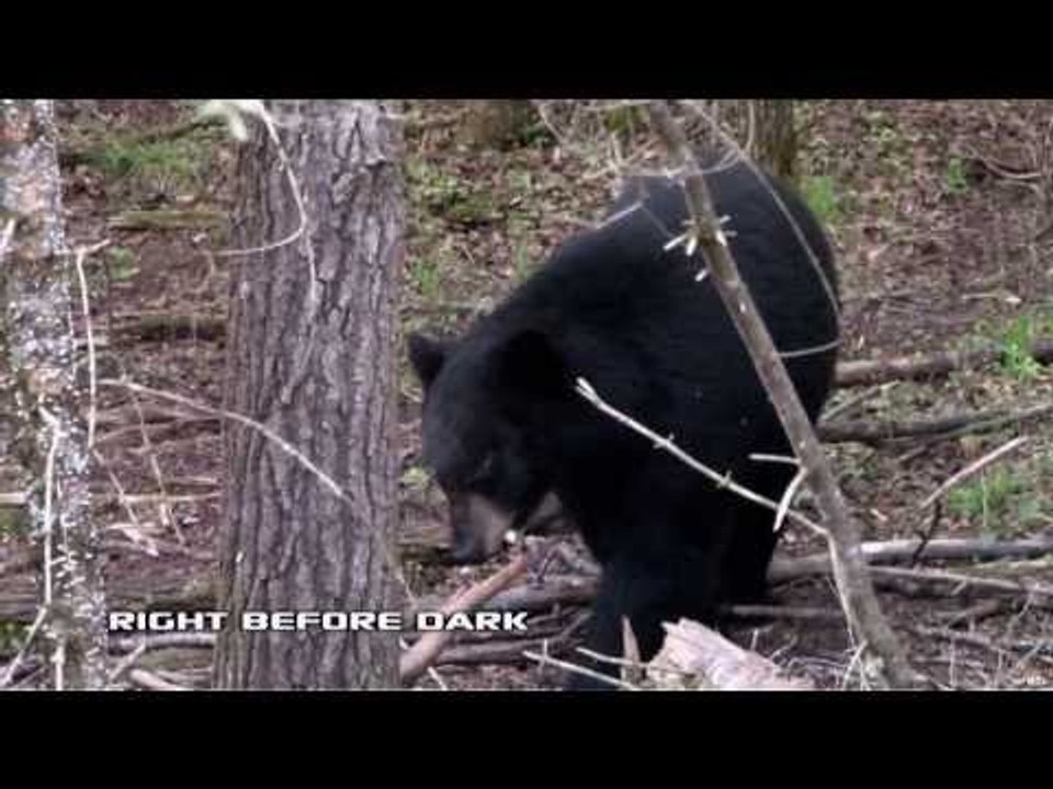 Hunting Black Bear with Bow Part 2